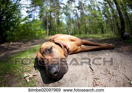 Stock Photo - Rhodesian Ridgeback, dog breed, bitch, lying on the forest floor, resting. Fotosearch