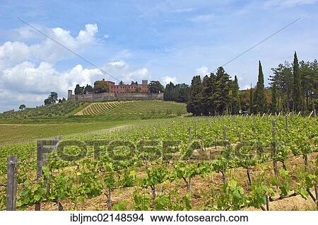 Ricasoli Vineyard, Chianti, Castello di Brolio, Brolio Castle, Siena Province, Tuscany, Italy, Europe View Large Photo Image Picture - Ricasoli Vineyard, Chianti, Castello di Brolio, Brolio Castle, Siena Province, Tuscany, Italy, Europe. Fotosearch