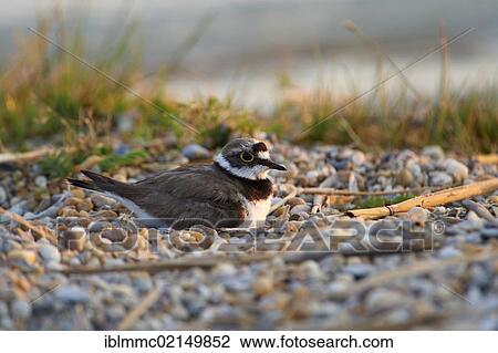 Ringed Plover (Charadrius dubius), Lake Neusiedl, Burgenland, Austria, Europe View Large Photo Image Stock Image - Ringed Plover (Charadrius dubius), Lake Neusiedl, Burgenland, Austria, Europe. Fotosearch