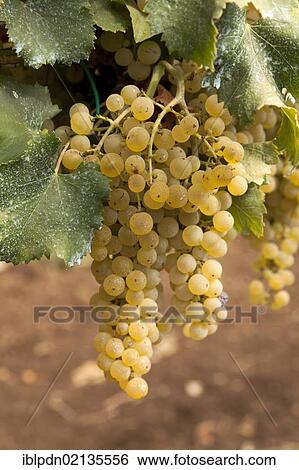 Ripe wine grapes on the vine, Frascati, Lazio, Italy, Europe View Large Photo Image Stock Photograph - Ripe wine grapes on the vine, Frascati, Lazio, Italy, Europe. Fotosearch