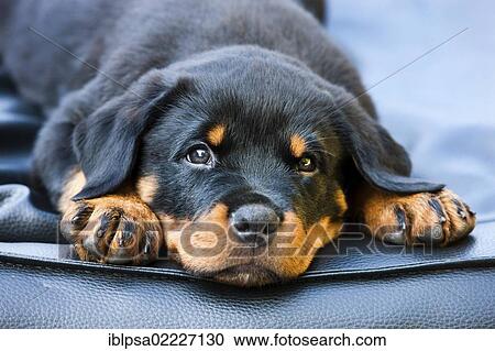 Stock Image - Rottweiler puppy dog lying in a dog bed, North Tyrol, Austria, Europe. Fotosearch
