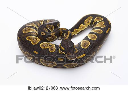 Royal Python (Python regius), Black Head, female, Markus Theimer reptile breeding, Austria, Europe View Large Photo Image Stock Image - Royal Python (Python regius), Black Head, female, Markus Theimer reptile breeding, Austria, Europe. Fotosearch