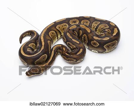 Royal Python (Python regius), Fefe, male, Markus Theimer reptile breeding, Austria, Europe View Large Photo Image Stock Photo - Royal Python (Python regius), Fefe, male, Markus Theimer reptile breeding, Austria, Europe. Fotosearch