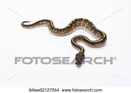 Royal Python (Python regius), Mojave Black Head, male, Markus Theimer reptile breeding, Austria, Europe View Large Photo Image Picture - Royal Python (Python regius), Mojave Black Head, male, Markus Theimer reptile breeding, Austria, Europe. Fotosearch