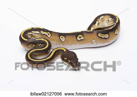 Stock Photograph - Royal Python (Python regius), Mojave Black Head, female, Markus Theimer reptile breeding, Austria, Europe. Fotosearch