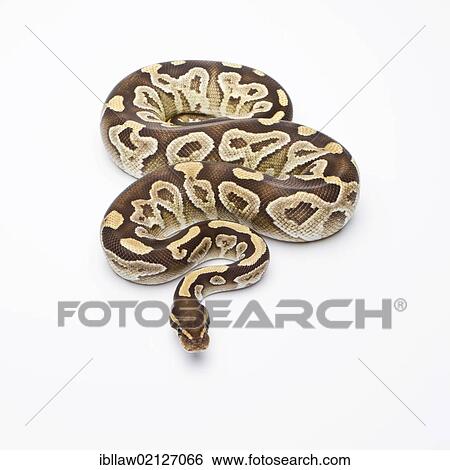 Royal Python (Python regius), Mojave Razor, female, Markus Theimer reptile breeding, Austria, Europe View Large Photo Image Stock Photograph - Royal Python (Python regius), Mojave Razor, female, Markus Theimer reptile breeding, Austria, Europe. Fotosearch