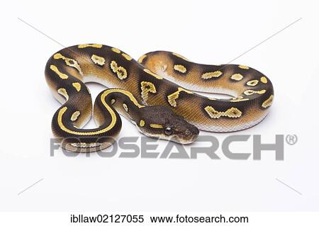 Royal Python (Python regius), Mojave Black Head, male, Markus Theimer reptile breeding, Austria, Europe View Large Photo Image Stock Photography - Royal Python (Python regius), Mojave Black Head, male, Markus Theimer reptile breeding, Austria, Europe. Fotosearch
