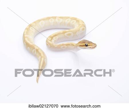 Royal Python (Python regius) View Large Photo Image Stock Image - Royal Python (Python regius). Fotosearch