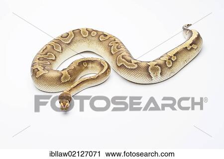 Royal Python (Python regius), Champagne, male View Large Photo Image Stock Image - Royal Python (Python regius), Champagne, male. Fotosearch