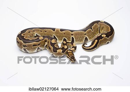 Royal Python (Python regius), Super Razor, female, Markus Theimer reptile breeding, Austria, Europe View Large Photo Image Picture - Royal Python (Python regius), Super Razor, female, Markus Theimer reptile breeding, Austria, Europe. Fotosearch