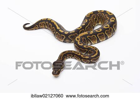 Stock Image - Royal Python (Python regius), Super Granite, female, Markus Theimer reptile breeding, Austria, Europe. Fotosearch