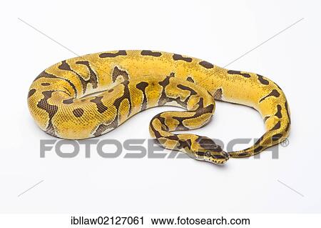 Royal Python (Python regius), Super Enchi, male, Markus Theimer reptile breeding, Austria, Europe View Large Photo Image Stock Image - Royal Python (Python regius), Super Enchi, male, Markus Theimer reptile breeding, Austria, Europe. Fotosearch