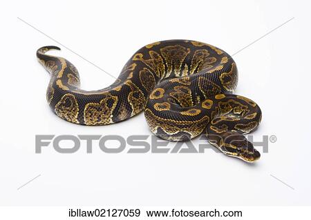 Royal Python (Python regius), Super Granite, male, Markus Theimer reptile breeding, Austria, Europe View Large Photo Image Stock Photo - Royal Python (Python regius), Super Granite, male, Markus Theimer reptile breeding, Austria, Europe. Fotosearch