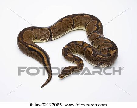 Royal Python (Python regius), Super Venom, female, Markus Theimer reptile breeding, Austria, Europe View Large Photo Image Stock Photography - Royal Python (Python regius), Super Venom, female, Markus Theimer reptile breeding, Austria, Europe. Fotosearch