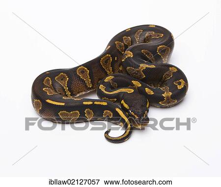 Royal Python (Python regius), Yellow Belly Black Head, male, Markus Theimer reptile breeding, Austria, Europe View Large Photo Image Stock Photo - Royal Python (Python regius), Yellow Belly Black Head, male, Markus Theimer reptile breeding, Austria, Europe. Fotosearch