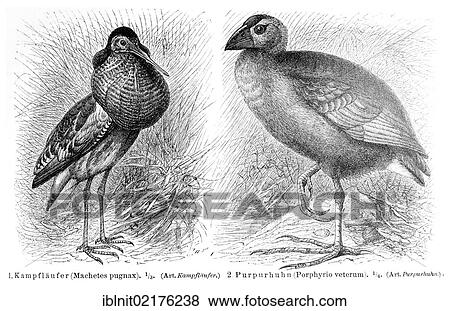 Ruff (Machetes pugnax), purple gllinule (Porphyrio veterum), illustration from Meyers Konversationslexikon encyclopedia, 1897 View Large Photo Image Stock Photo - Ruff (Machetes pugnax), purple gllinule (Porphyrio veterum), illustration from Meyers Konversationslexikon encyclopedia, 1897. Fotosearch
