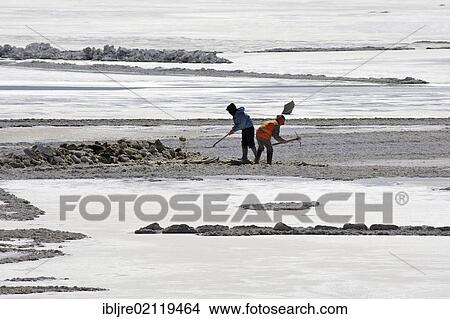Picture - Salt workers in a salt lake, Altiplano, Potosi, southern Bolivia, South America. Fotosearch