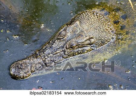 Picture - Saltwater crocodile (Crocodylus porosus), Crocodylus Park, Darwin, Northern Territory, Australia, Oceania. Fotosearch