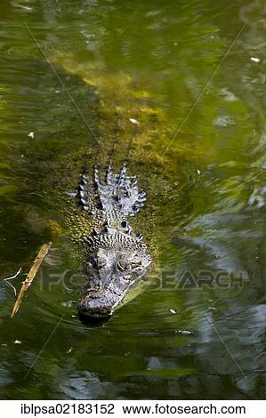 Stock Image - Saltwater crocodile (Crocodylus porosus), Crocodylus Park, Darwin, Northern Territory, Australia, Oceania. Fotosearch