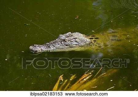 Saltwater crocodile (Crocodylus porosus), Crocodylus Park, Darwin, Northern Territory, Australia, Oceania View Large Photo Image Stock Image - Saltwater crocodile (Crocodylus porosus), Crocodylus Park, Darwin, Northern Territory, Australia, Oceania. Fotosearch