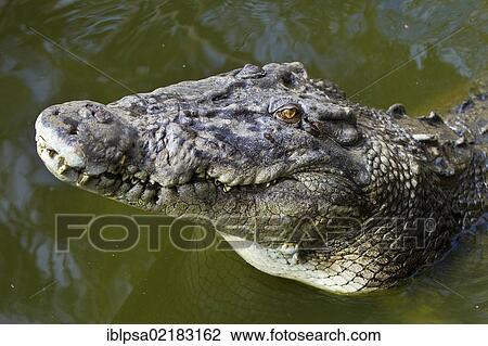 Stock Image - Saltwater crocodile (Crocodylus porosus), Crocodylus Park, Darwin, Northern Territory, Australia, Oceania. Fotosearch