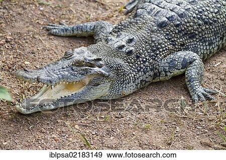 Stock Photo - Saltwater crocodile (Crocodylus porosus), Crocodylus Park, Darwin, Northern Territory, Australia, Oceania. Fotosearch