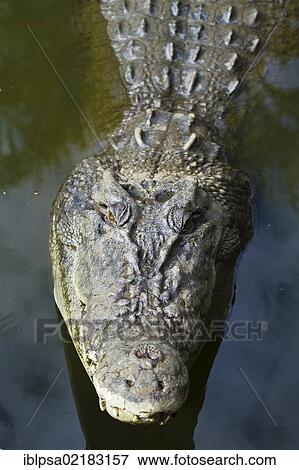 Stock Photo - Saltwater crocodile (Crocodylus porosus), Crocodylus Park, Darwin, Northern Territory, Australia, Oceania. Fotosearch