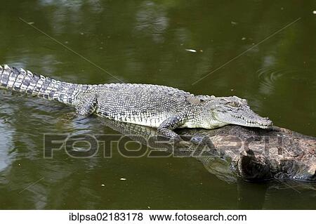 Stock Photo - Saltwater crocodile (Crocodylus porosus), Crocodylus Park, Darwin, Northern Territory, Australia, Oceania. Fotosearch