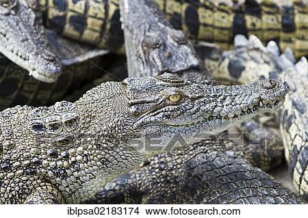 Picture - Saltwater crocodiles (Crocodylus porosus), Crocodylus Park, Darwin, Northern Territory, Australia, Oceania. Fotosearch