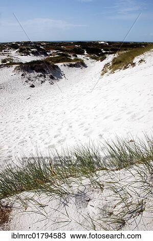 Sand dunes, Bornholm, Denmark, Europe View Large Photo Image Stock Image - Sand dunes, Bornholm, Denmark, Europe. Fotosearch