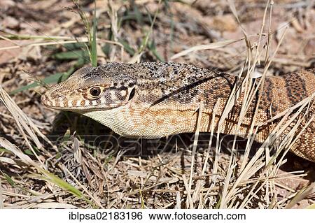 Sand goanna (Varanus gouldii), Northern Territory, Australia, Oceania View Large Photo Image Stock Photograph - Sand goanna (Varanus gouldii), Northern Territory, Australia, Oceania. Fotosearch