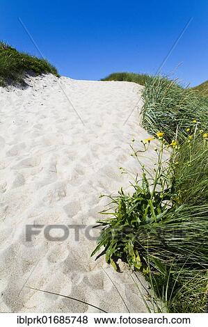Sand path to the dunes, sandy beach, North Jutland, Denmark, Scandinavia, Europe View Large Photo Image Stock Photo - Sand path to the dunes, sandy beach, North Jutland, Denmark, Scandinavia, Europe. Fotosearch