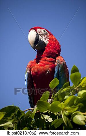 Scarlet Macaw (Ara macao) in a tree, Bocas del Toro, Panama, Central America, North America View Large Photo Image Stock Image - Scarlet Macaw (Ara macao) in a tree, Bocas del Toro, Panama, Central America, North America. Fotosearch