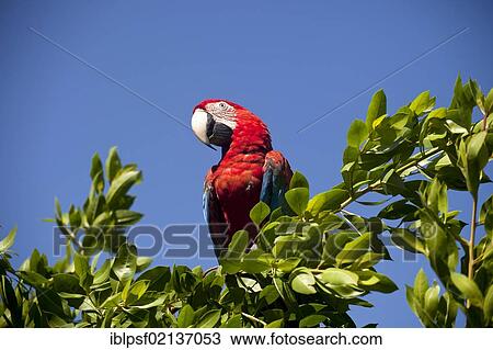 Scarlet Macaw (Ara macao) in a tree, Bocas del Toro, Panama, Central America, North America View Large Photo Image Stock Image - Scarlet Macaw (Ara macao) in a tree, Bocas del Toro, Panama, Central America, North America. Fotosearch