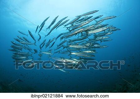 School of Blackfin Barracudas (Sphyraena qenie) swimming in blue water, Great Barrier Reef, UNESCO World Heritage Site, Cairns, Queensland, Australia, Pacific, Oceania View Large Photo Image Picture - School of Blackfin Barracudas (Sphyraena qenie) swimming in blue water, Great Barrier Reef, UNESCO World Heritage Site, Cairns, Queensland, Australia, Pacific, Oceania. Fotosearch