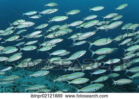 Stock Photo - School of Blue and Gold Fusiliers (Caesio caerulaurea) swimming above coral reef, Great Barrier Reef, UNESCO World Heritage Site, Cairns, Queensland, Australia, Pacific, Oceania. Fotosearch