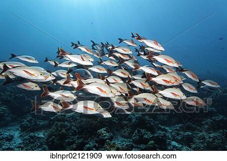 School of Humpback Red Snappers (Lutjanus gibbus) swimmimg in front of coral reef, Great Barrier Reef, UNESCO World Heritage Site, Cairns, Queensland, Australia, Pacific, Oceania View Large Photo Image Stock Photo - School of Humpback Red Snappers (Lutjanus gibbus) swimmimg in front of coral reef, Great Barrier Reef, UNESCO World Heritage Site, Cairns, Queensland, Australia, Pacific, Oceania. Fotosearch