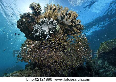 Stock Image - School of Pigmy Sweepers (Parapriacanthus ransonneti), seeking shelter under coral colony in coral reef, Great Barrier Reef, UNESCO World Heritage Site, Cairns, Queensland, Australia, Pacific, Oceania. Fotosearch