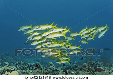 Stock Photo - School of Yellowfin Goatfish (Mulloidichthys vanicolensis) swimming above coral reef, Great Barrier Reef, UNESCO World Heritage Site, Cairns, Queensland, Australia, Pacific, Oceania. Fotosearch