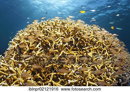 Stock Photograph - School of Yellowstriped Cardinalfish (Apogon cyanosoma) in front of Finger Coral (Porites attenuata) on coral reef, Great Barrier Reef, UNESCO World Heritage Site, Cairns, Queensland, Australia, Pacific, Oceania. Fotosearch