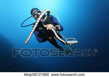 Scuba diver catching and looking at Colubrine Sea Krait (Laticauda colubrina), in blue water, Great Barrier Reef, UNESCO World Heritage Site, Cairns, Queensland, Australia, Pacific, Oceania View Large Photo Image Stock Image - Scuba diver catching and looking at Colubrine Sea Krait (Laticauda colubrina), in blue water, Great Barrier Reef, UNESCO World Heritage Site, Cairns, Queensland, Australia, Pacific, Oceania. Fotosearch