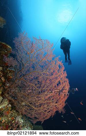 Scuba diver looking at red, unidentified coral sea fan on coral reef, steep wall, backlit, sun, Great Barrier Reef, UNESCO World Heritage Site, Cairns, Queensland, Australia, Pacific, Oceania View Large Photo Image Picture - Scuba diver looking at red, unidentified coral sea fan on coral reef, steep wall, backlit, sun, Great Barrier Reef, UNESCO World Heritage Site, Cairns, Queensland, Australia, Pacific, Oceania. Fotosearch