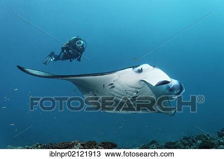 Scuba diver watching a Manta Ray (Manta birostris) swimming above coral reef, Great Barrier Reef, UNESCO World Heritage Site, Cairns, Queensland, Australia, Pacific, Oceania View Large Photo Image Stock Image - Scuba diver watching a Manta Ray (Manta birostris) swimming above coral reef, Great Barrier Reef, UNESCO World Heritage Site, Cairns, Queensland, Australia, Pacific, Oceania. Fotosearch