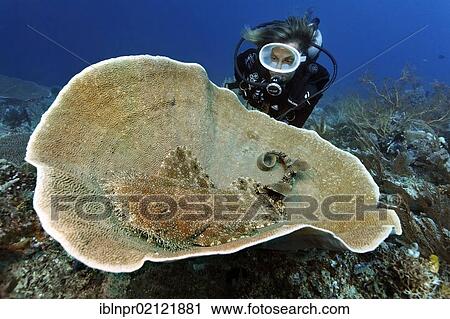 Scuba diver watching a Tasseled Wobbegong (Eucrossorhinus dasypogon) in Platform Coral (Coscinarea macneilli), coral reef, Great Barrier Reef, UNESCO World Heritage Site, Cairns, Queensland, Australia, Pacific, Oceania View Large Photo Image Stock Image - Scuba diver watching a Tasseled Wobbegong (Eucrossorhinus dasypogon) in Platform Coral (Coscinarea macneilli), coral reef, Great Barrier Reef, UNESCO World Heritage Site, Cairns, Queensland, Australia, Pacific, Oceania. Fotosearch