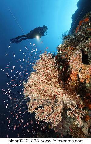 Stock Photo - Scuba diver watching school of Fairy Basslets (Pseudanthias lori), at bushy Soft Coral (Siphonogorgia godeffroyi), Great Barrier Reef, UNESCO World Heritage Site, Cairns, Queensland, Australia, Pacific, Oceania. Fotosearch