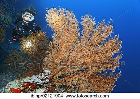 Picture - Scuba diver with torch looking at a red Sea Fan (Plexauridae) at coral reef, Great Barrier Reef, UNESCO World Heritage Site, Cairns, Queensland, Australia, Pacific, Oceania. Fotosearch