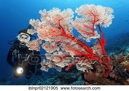 Scuba diver with torch looking at a Melithea Gorgonian Coral (Melithea sp. ) at coral reef, Great Barrier Reef, UNESCO World Heritage Site, Cairns, Queensland, Australia, Pacific, Oceania View Large Photo Image Stock Photography - Scuba diver with torch looking at a Melithea Gorgonian Coral (Melithea sp. ) at coral reef, Great Barrier Reef, UNESCO World Heritage Site, Cairns, Queensland, Australia, Pacific, Oceania. Fotosearch