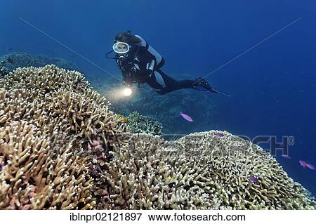 Scuba diver with torch looking at coral reef with Finger Coral (Porites attenuata), Great Barrier Reef, UNESCO World Heritage Site, Cairns, Queensland, Australia, Pacific, Oceania View Large Photo Image Stock Photo - Scuba diver with torch looking at coral reef with Finger Coral (Porites attenuata), Great Barrier Reef, UNESCO World Heritage Site, Cairns, Queensland, Australia, Pacific, Oceania. Fotosearch