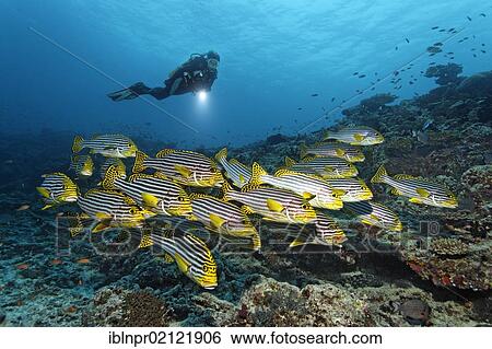 Stock Photograph - Scuba diver with torch watching school of Oriental Sweetlips (Plectorhinchus vittatus, Plectorhinchus orientalis) at coral reef, Great Barrier Reef, UNESCO World Heritage Site, Cairns, Queensland, Australia, Pacific, Oceania. Fotosearch