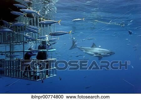 Stock Image - Scuba divers in a cage observing a Great White Shark (Carcharodon carcharias), Guadalupe Island, Mexico, Pacific, North America. Fotosearch
